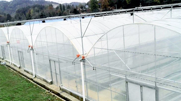 Film Greenhouse3