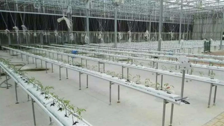 Tomato hydroponic